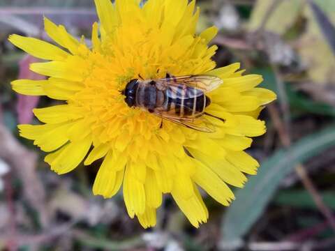 Image of Eristalis cerealis Fabricius 1805