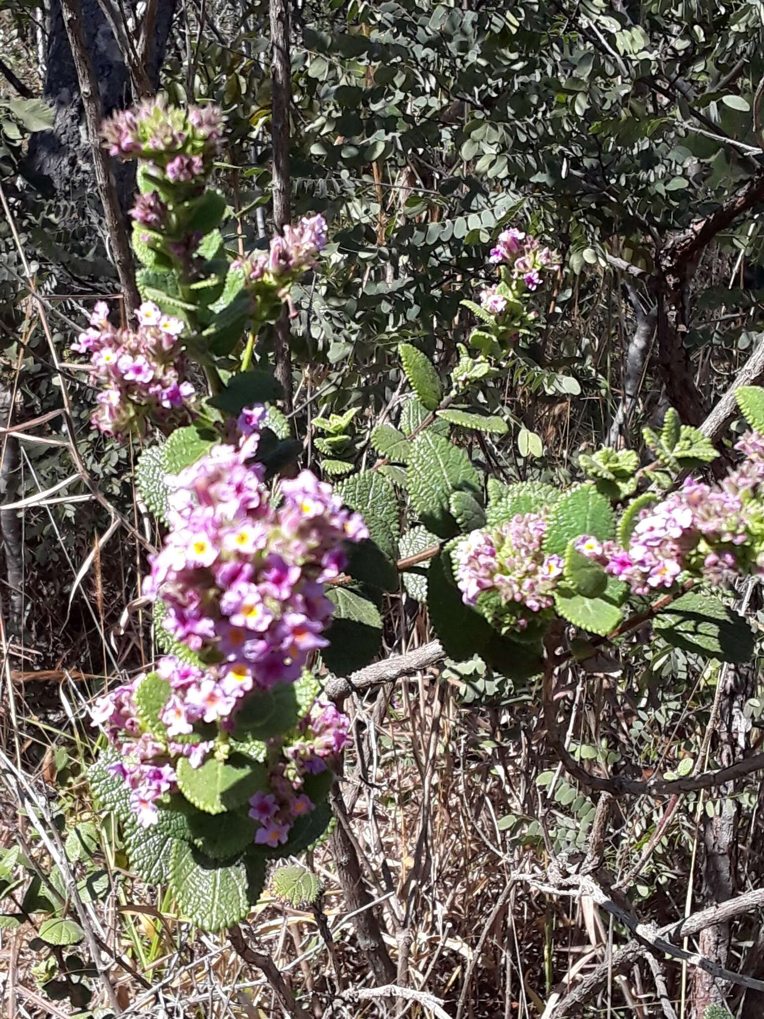 Image of Lippia lacunosa Mart. & Schauer