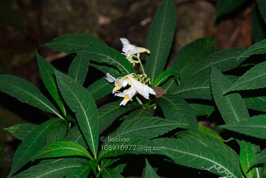 Image of Impatiens tubulosa Hemsl. ex Forb. & Hemsl.