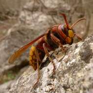 Image of Hornet