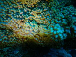 Image of Turbinaria coral