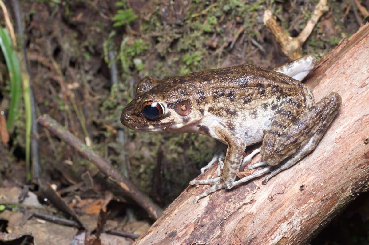 Imagem de Pulchrana glandulosa (Boulenger 1882)