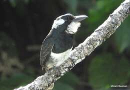 Image of Black-breasted Puffbird