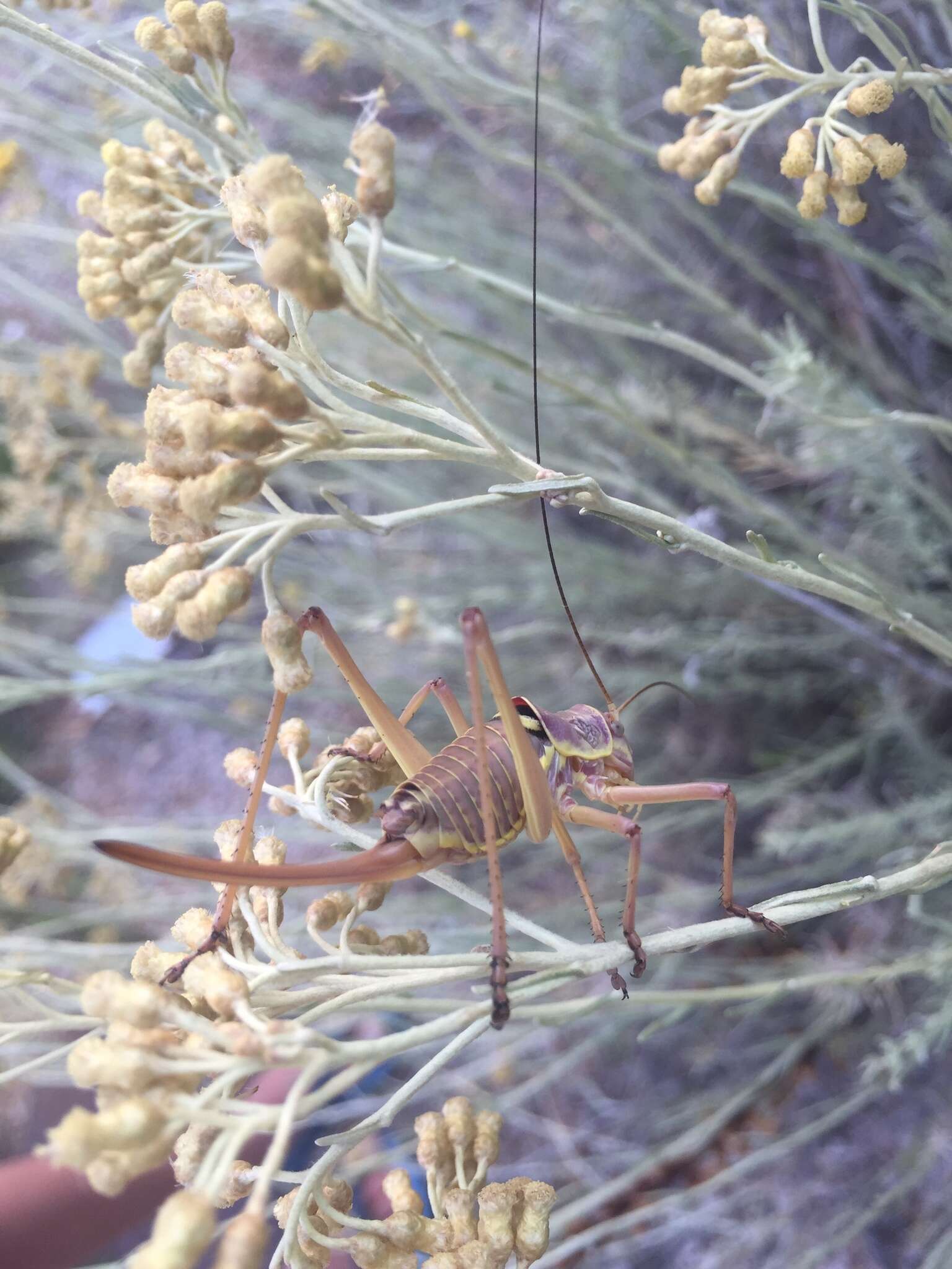 Image of saddle-backed bushcricket