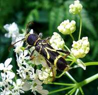 Image of Cyrtoclytus capra (Germar 1824)