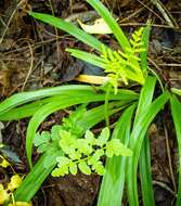 Image of bluntlobe grapefern