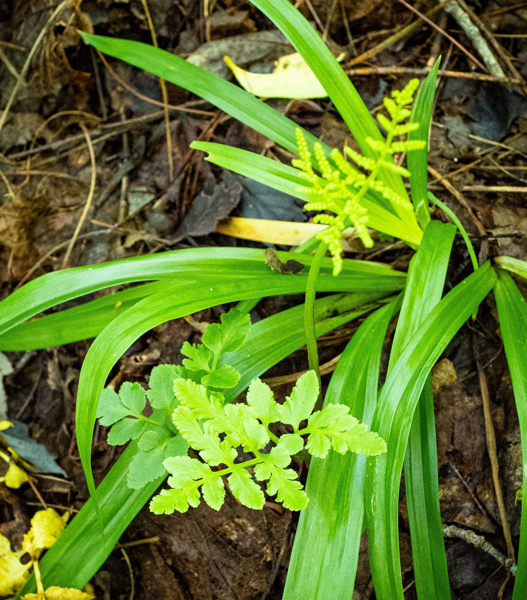 Image of bluntlobe grapefern