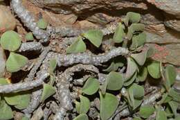 Tylecodon torulosus H. Tölken resmi