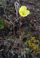 Image of Papaver lapponicum subsp. jugoricum (Tolm.) S. V. Gudoshnikov