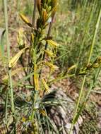 Image of Asphodeline brevicaulis (Bertol.) J. Gay ex Baker