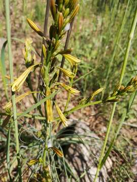 Asphodeline brevicaulis (Bertol.) J. Gay ex Baker的圖片