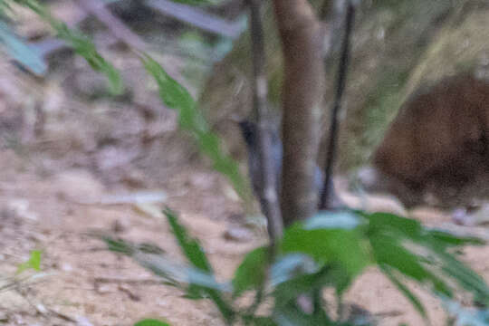 Image of Siberian Thrush