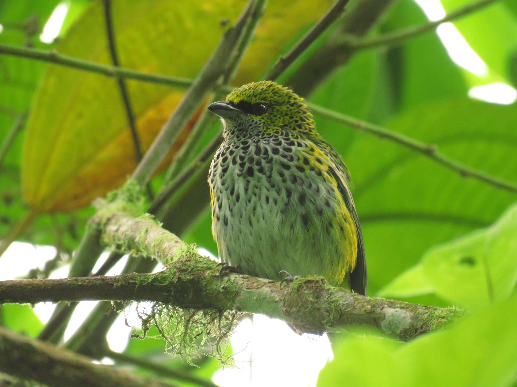 صورة Ixothraupis punctata (Linnaeus 1766)