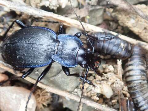 Image of Carabus (Archicarabus) pseudomonticola Vacher de Lapouge 1908