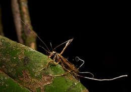 Image of Ophiocordyceps humbertii (C. P. Robin) G. H. Sung, J. M. Sung, Hywel-Jones & Spatafora 2007