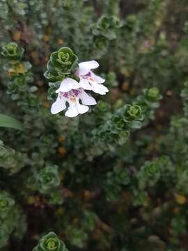 Image of Alpine Mintbush