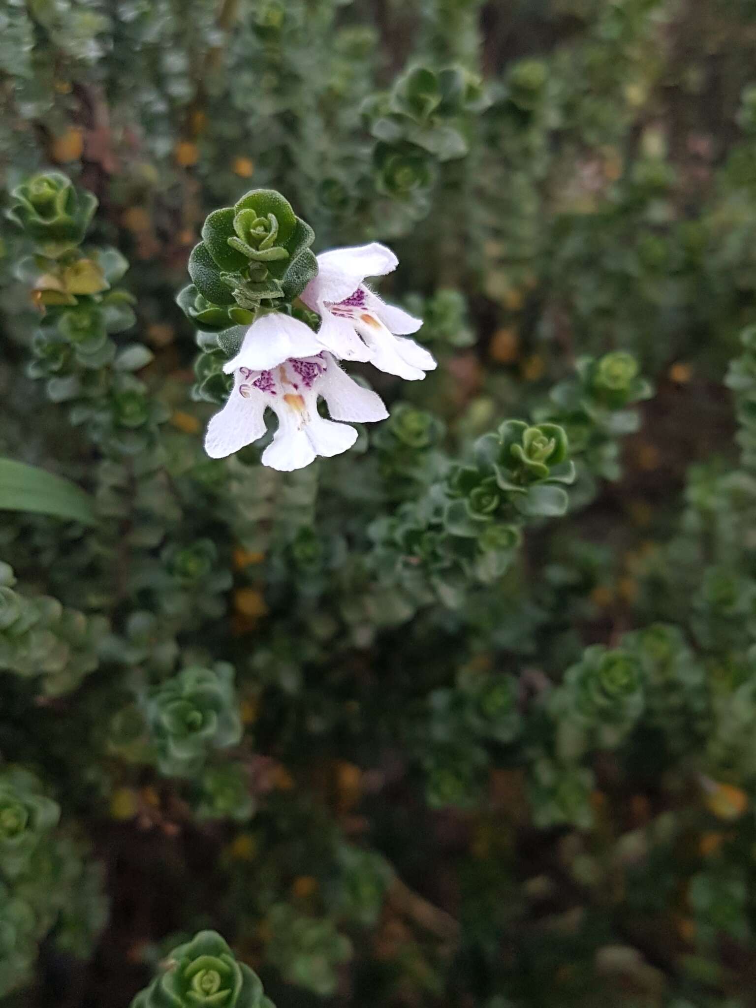 Imagem de Prostanthera cuneata Benth.