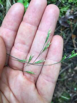 Plancia ëd Festuca occidentalis Hook.