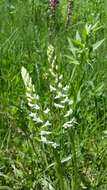 Image of Sierra bog orchid