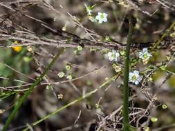 Image of One-Flower Stitchwort