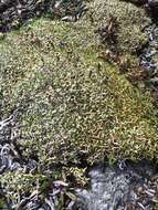 Image of moss campion