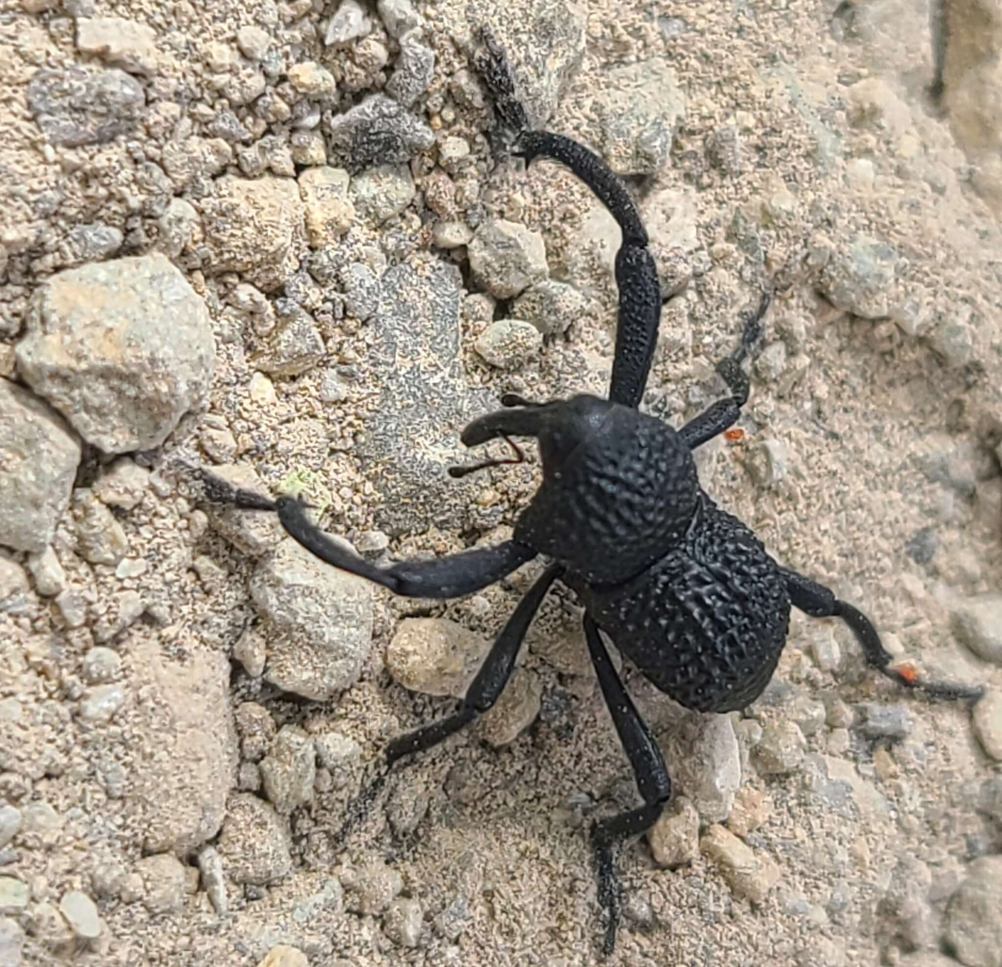 Image of Black tree weevil