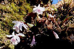 Imagem de Pleione humilis (Sm.) D. Don