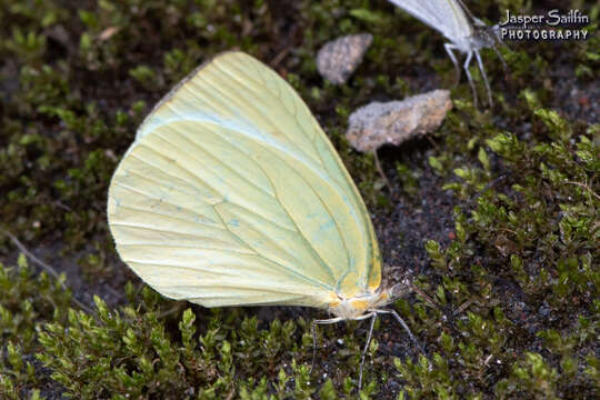 Imagem de Pseudopieris viridula (Felder & Felder 1861)