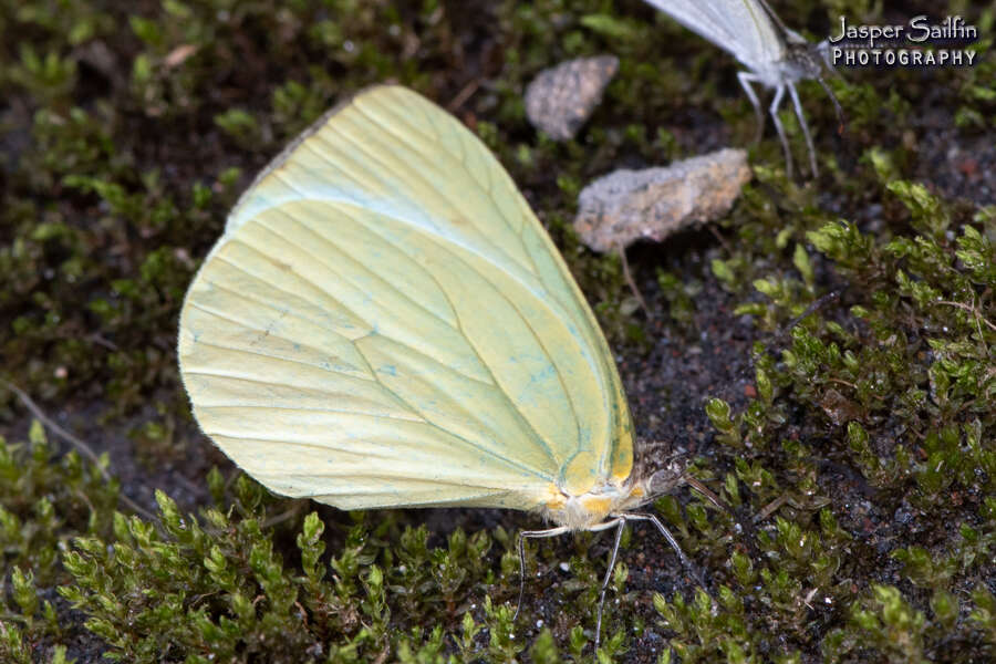 Image of Pseudopieris viridula (Felder & Felder 1861)