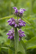 Image of Phlomoides bracteosa (Royle ex Benth.) Kamelin & Makhm.