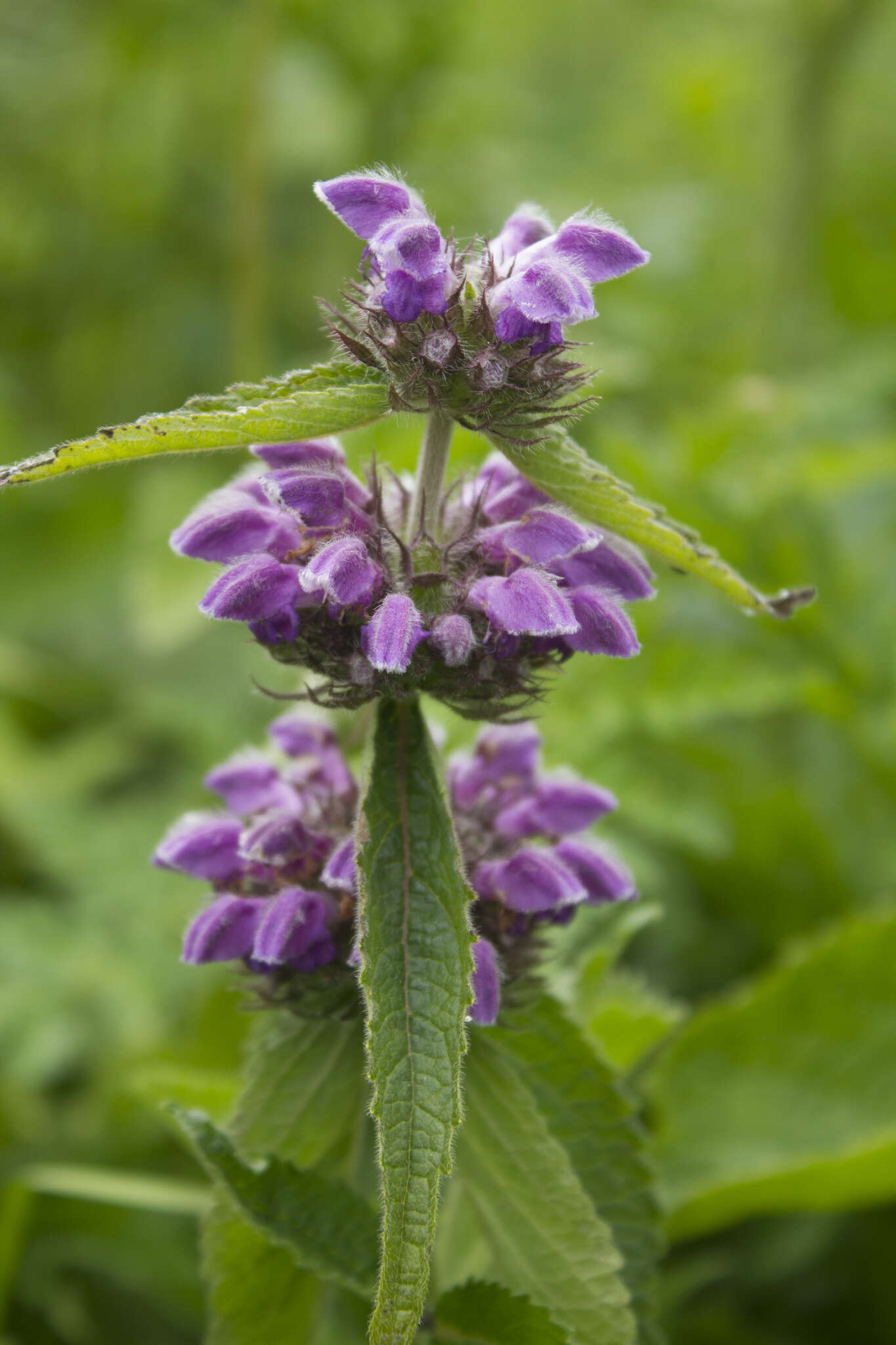 Image of Phlomoides bracteosa (Royle ex Benth.) Kamelin & Makhm.