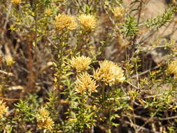 Image of Curry bush