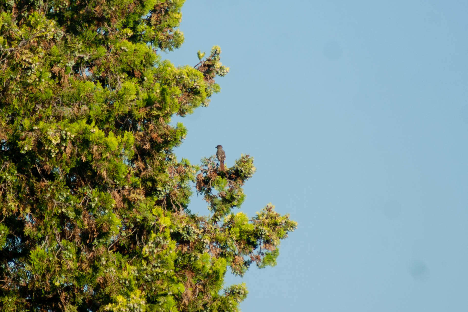 Image of Ash-throated Flycatcher