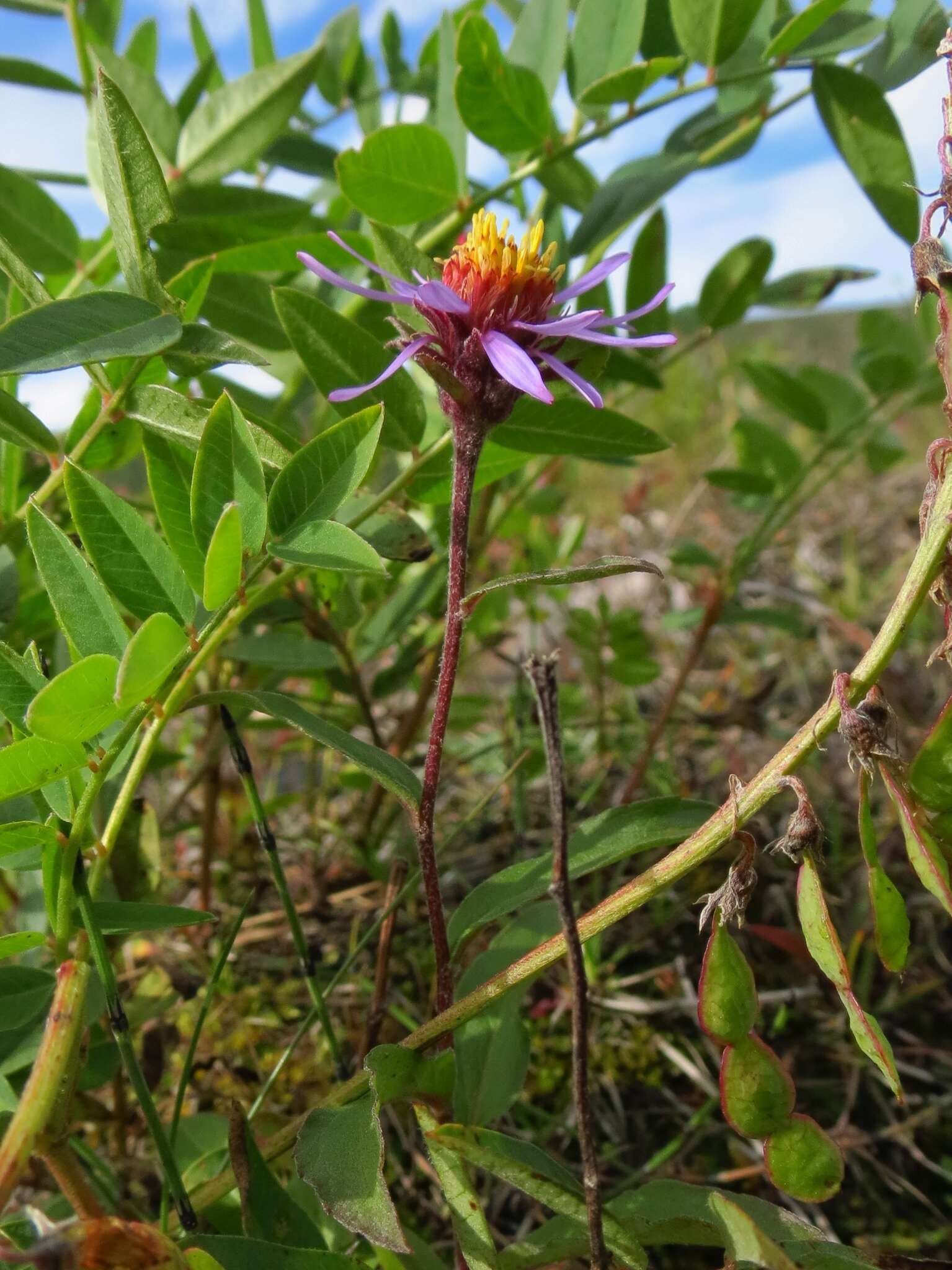 Image of arctic aster