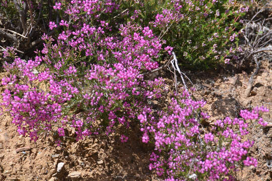 Image of Erica umbellata L.