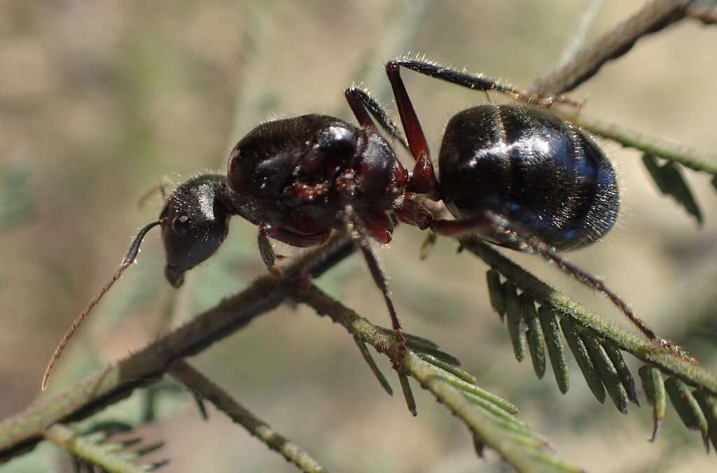 Image of Camponotus intrepidus (Kirby 1819)