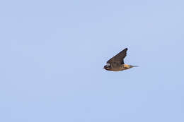 Image of Red-throated Cliff Swallow