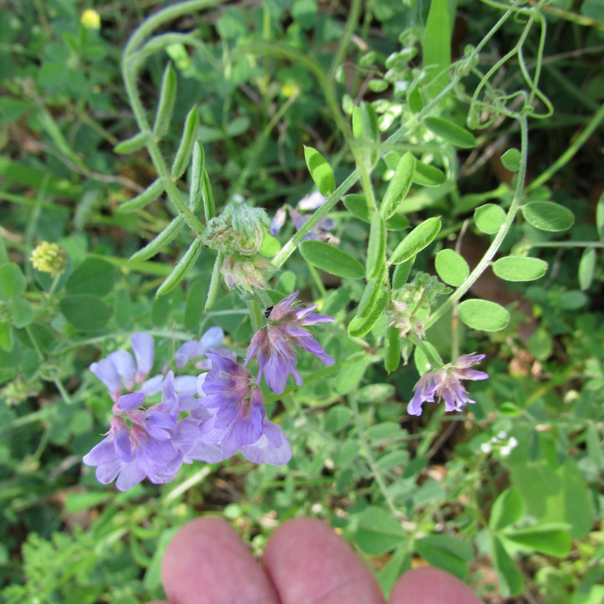 Image of Louisiana vetch