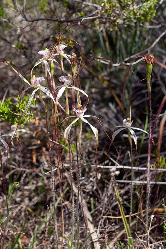 Image of Caladenia nobilis Hopper & A. P. Br.