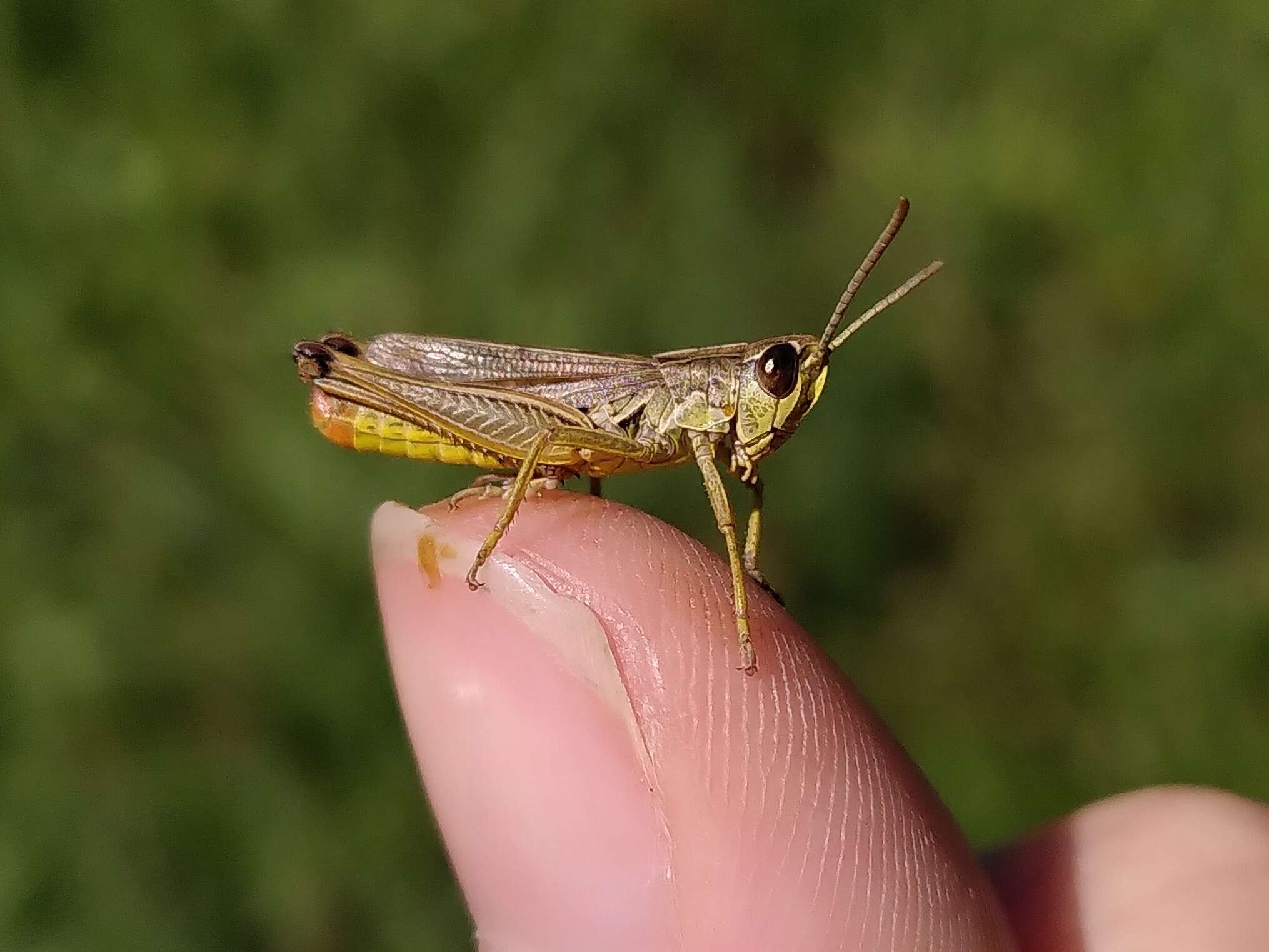 Pseudochorthippus resmi