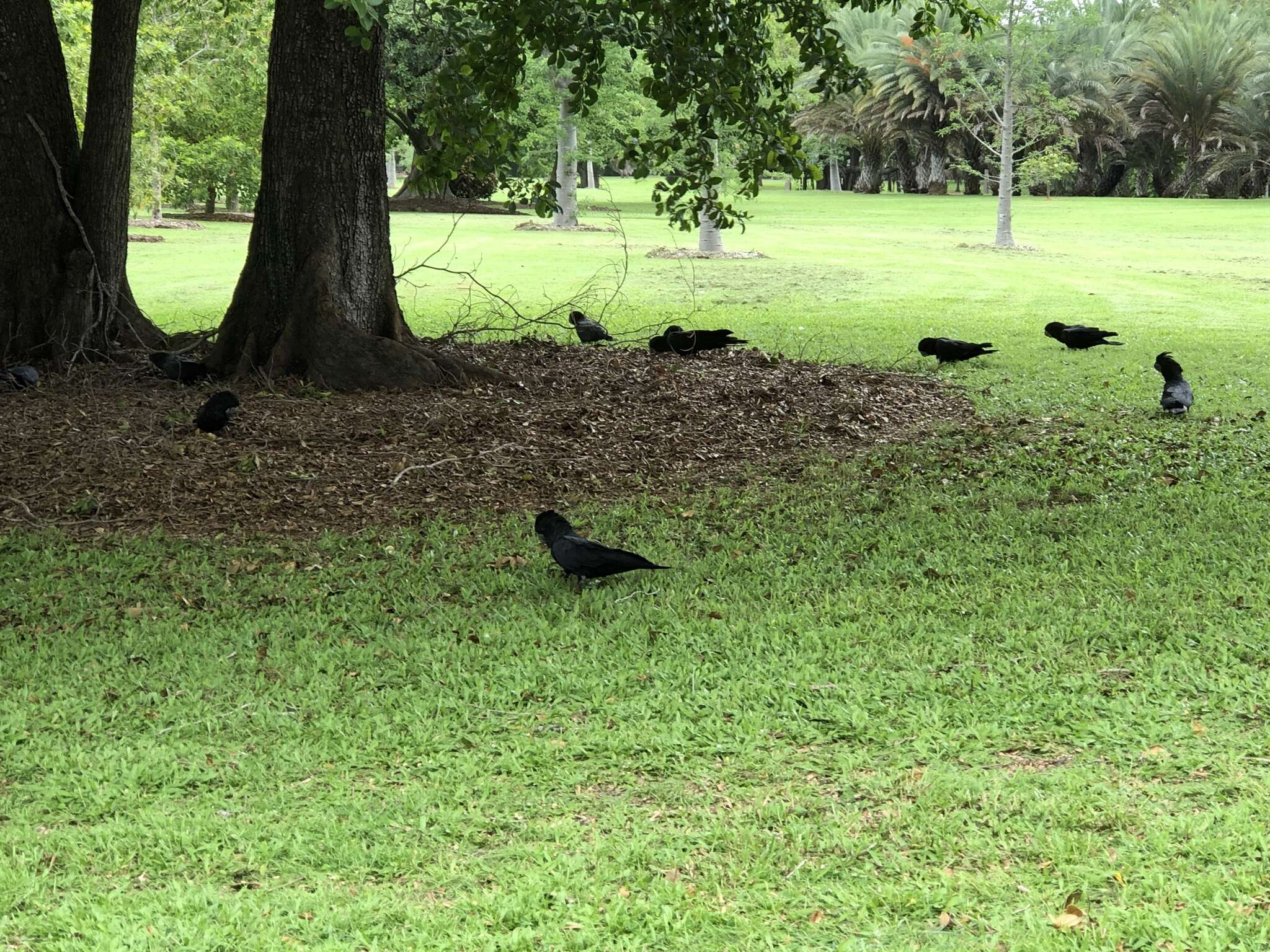 Image of Red-tailed Black-Cockatoo