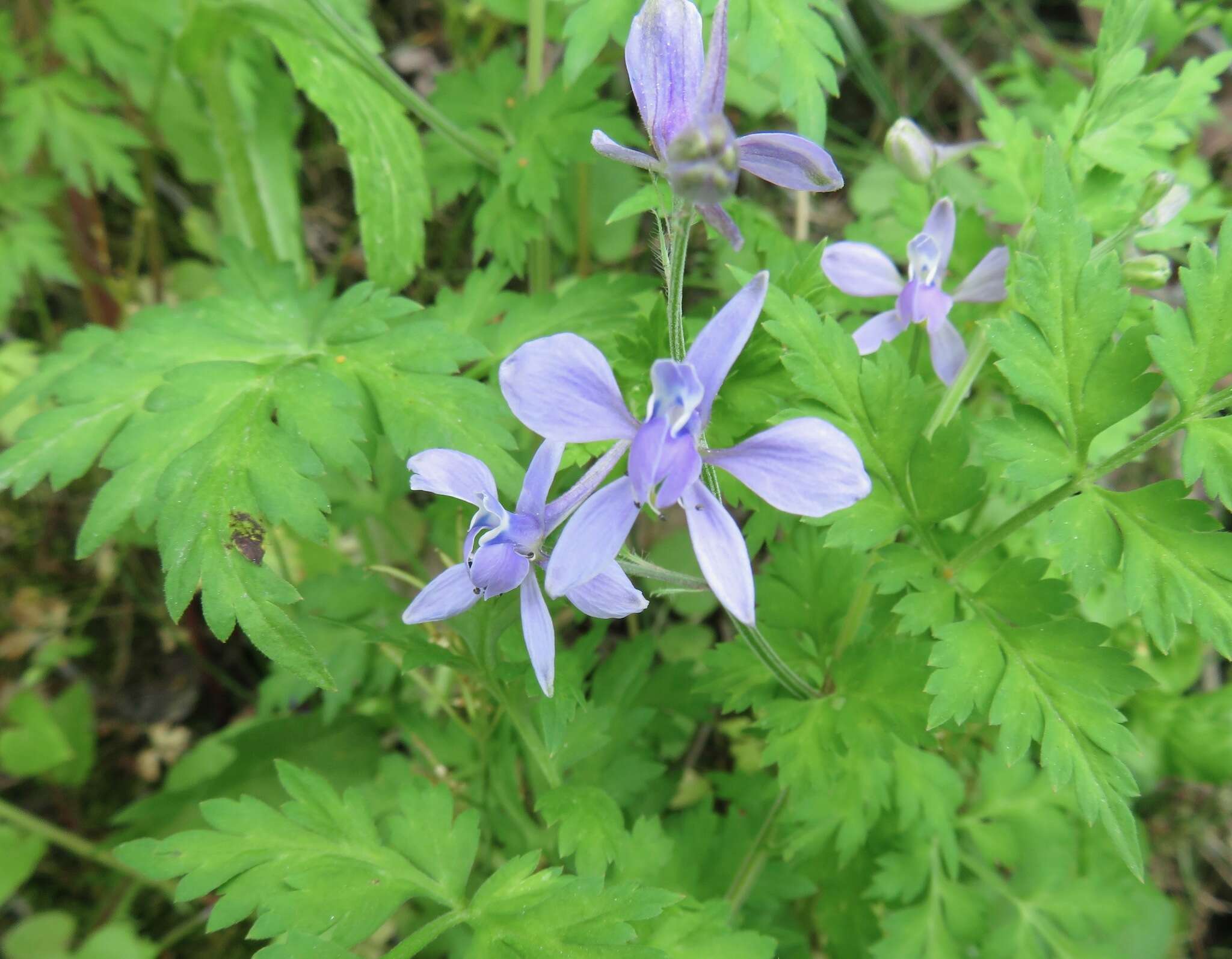 Image of Delphinium anthriscifolium Hance