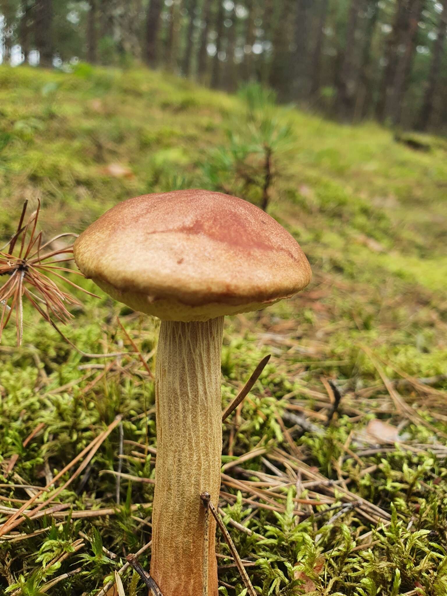 Image of Aureoboletus projectellus (Murrill) Halling 2015