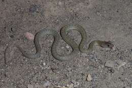 Image of Baja California Rat Snake