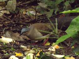 Image of Gray-headed Dove