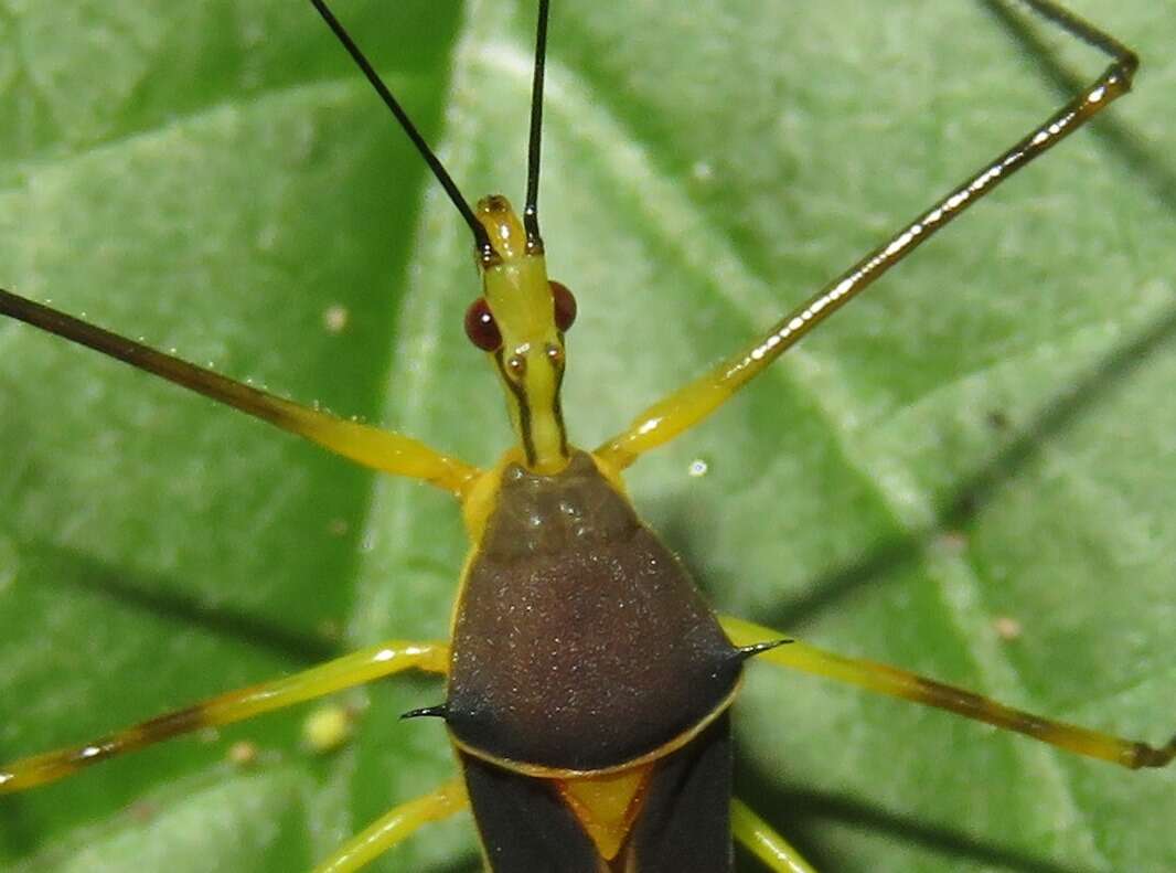 Image of Zelus cordazulus Zhang & Hart ex Zhang et al. 2016