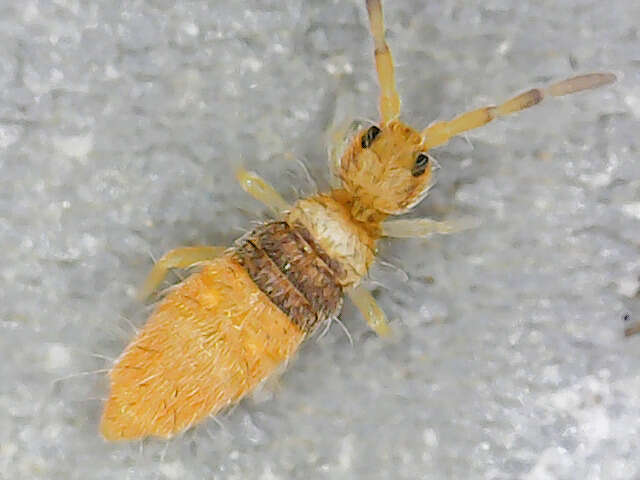 Image of Entomobrya nigrocincta Denis 1923