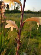 Image of bulbil bugle-lily