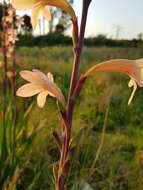 Sivun Watsonia meriana (L.) Mill. kuva