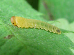 Image of Endelomyia aethiops (Fabricius)